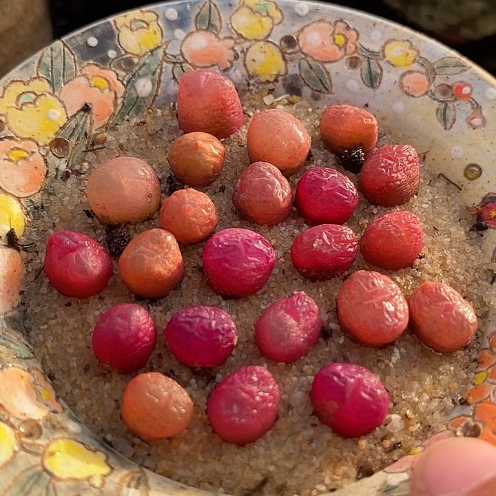 吕氏甜杏sp一颗        