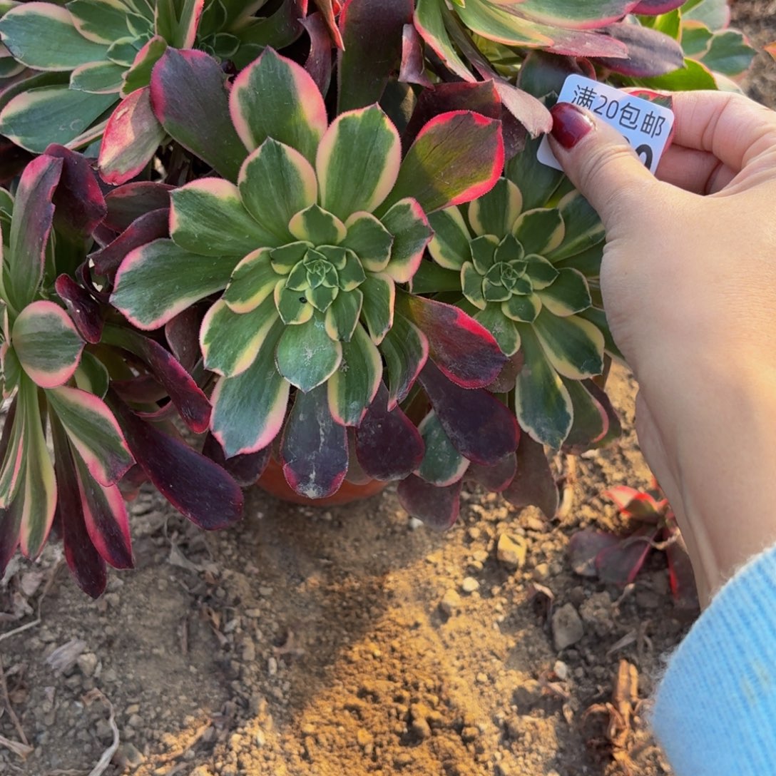 289多肉植物捧花的时候