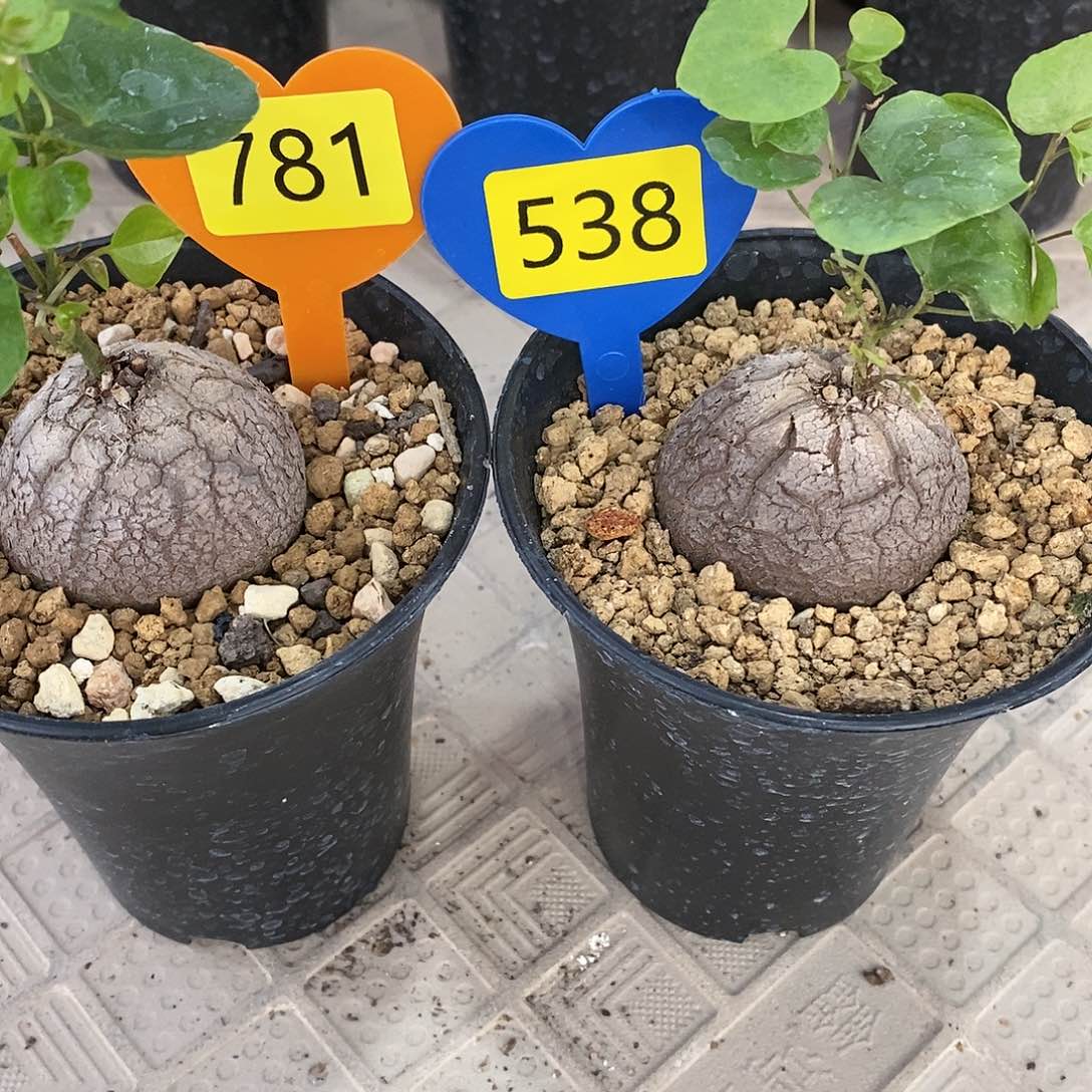 磊**南非龟甲龙龟甲龙