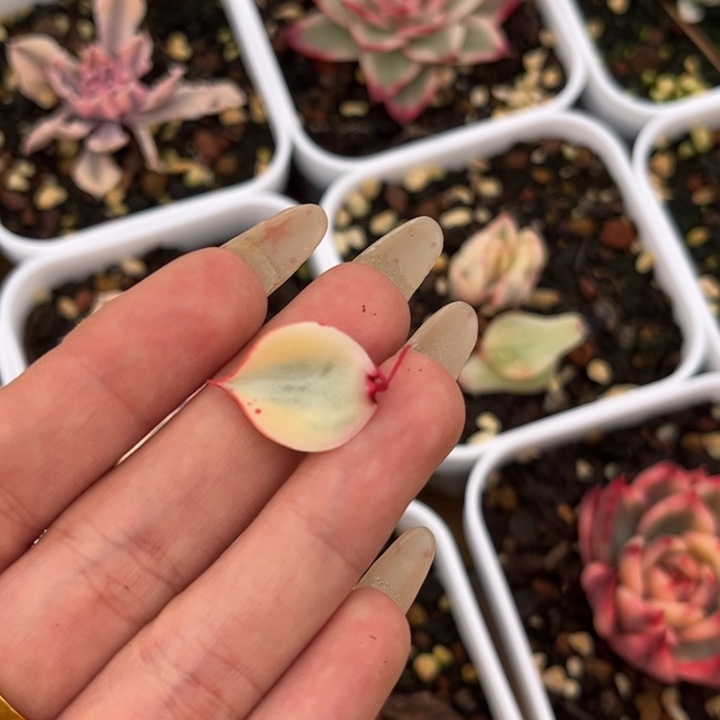 斗牛士锦叶片一颗价格