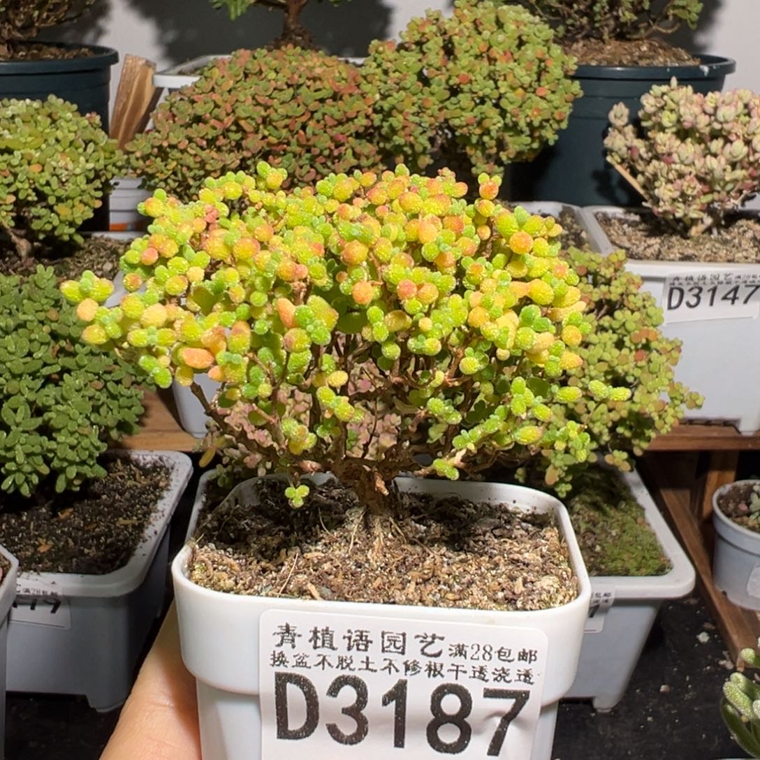 d3187蜜桔糖球枝干