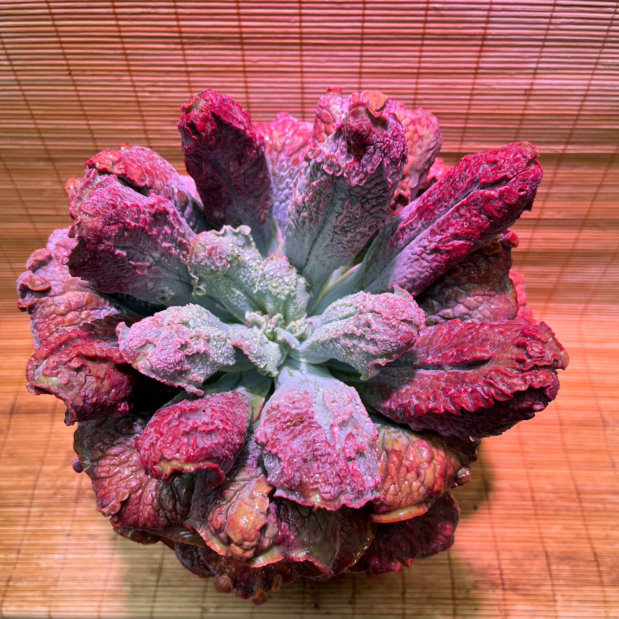 狂野男爵多肉植物 