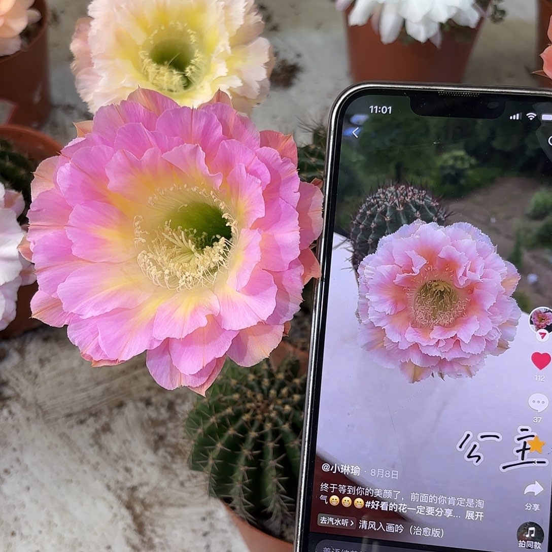 彩草公主和9号两棵球