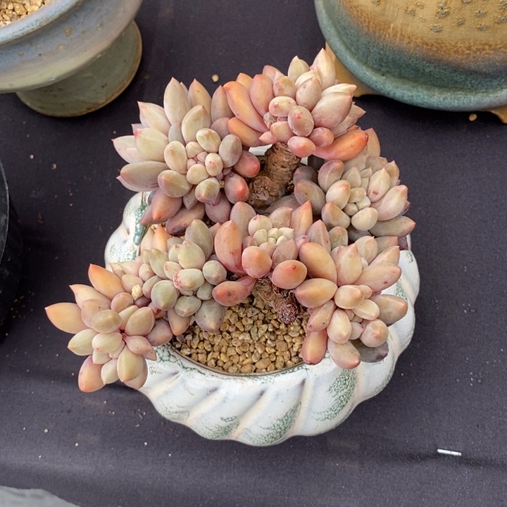 红蜻蜓多肉老庄有瑕疵