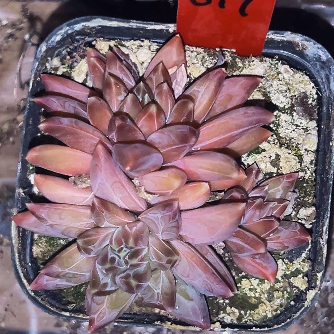 桔云多肉美人精品系列