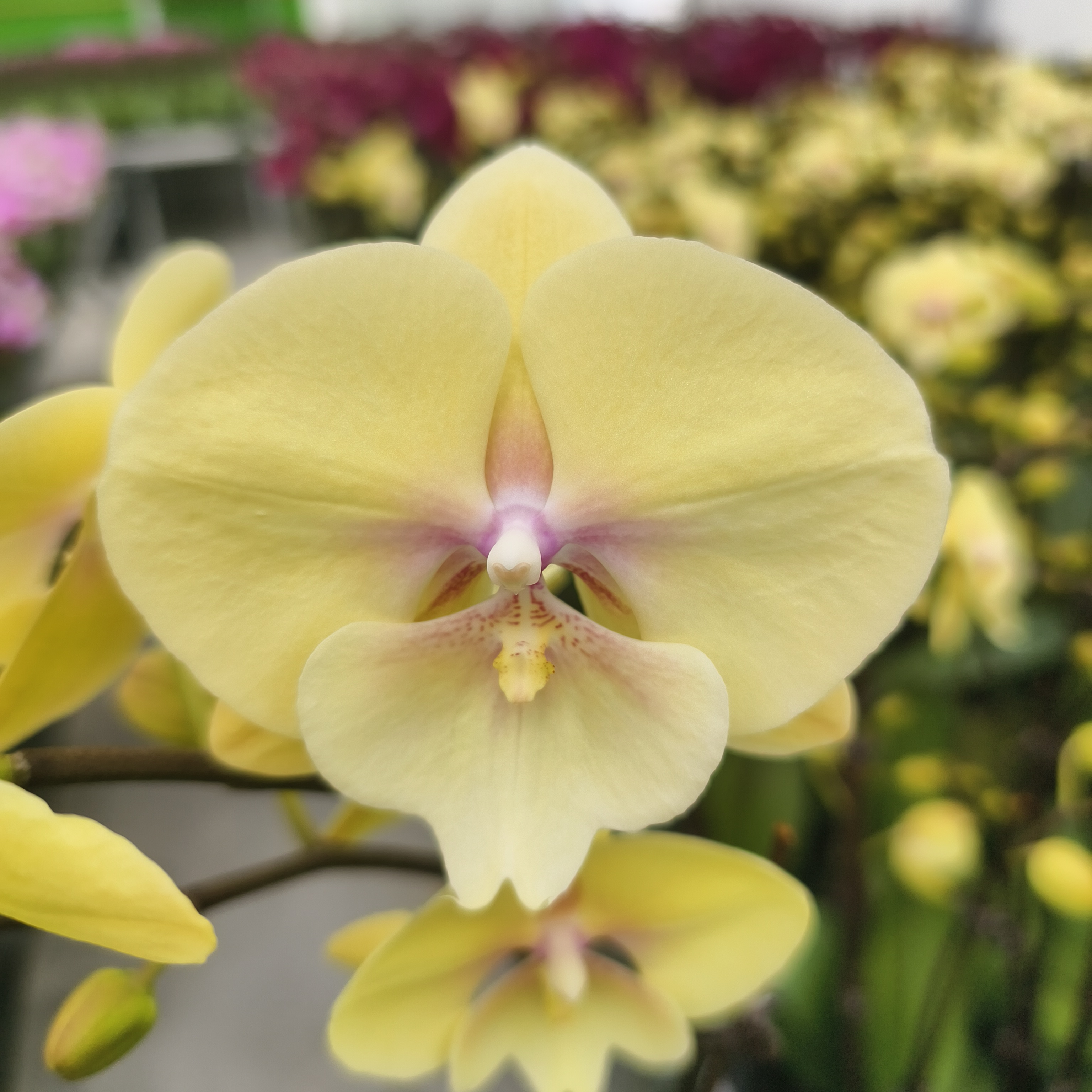 蝴蝶兰【大吉大利】黄色中大花奶呼呼 2.8寸杯 带花带花苞 基地直发