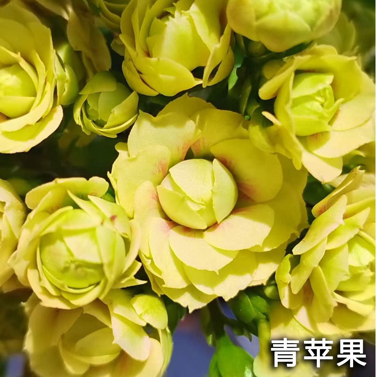 稀有品种一颗➕精品长寿花一颗 共两颗包邮 一物一拍