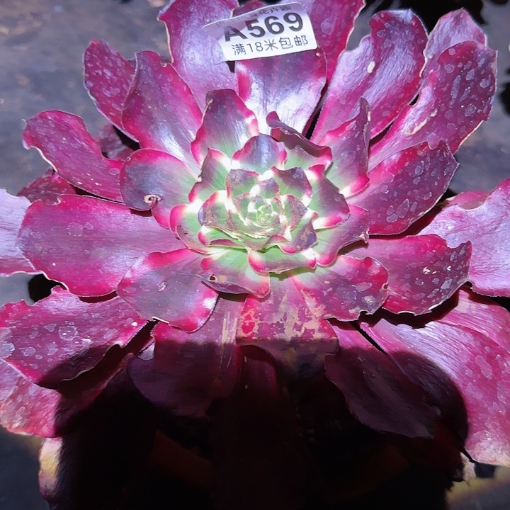 多肉法师红魔女朵朵