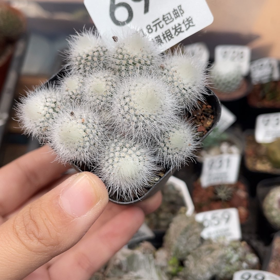 694白小丁群（满18元包邮）