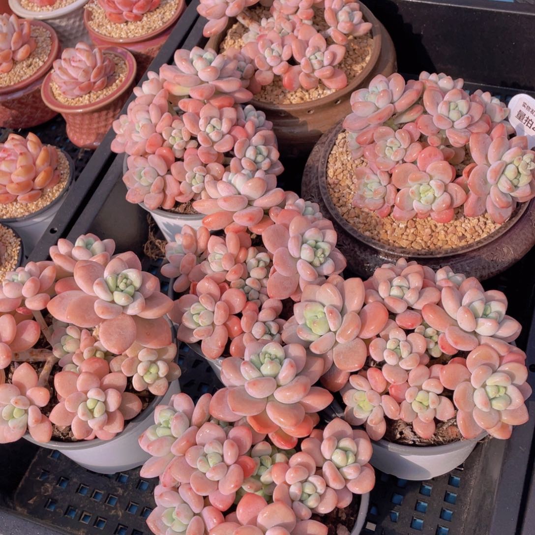 量拍22号优选红洛神大群生手捧一个