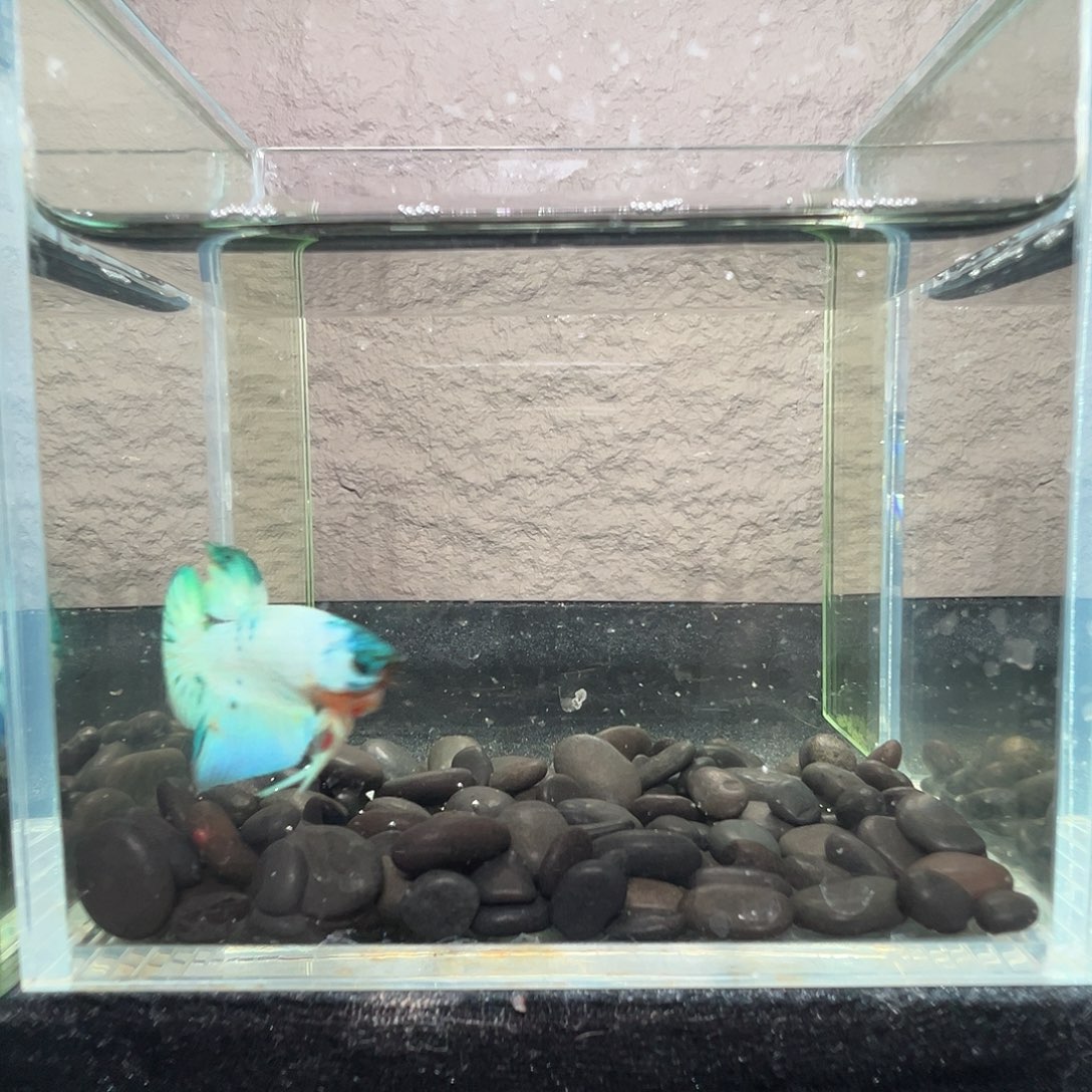 斗鱼阿浩泰斗22日70