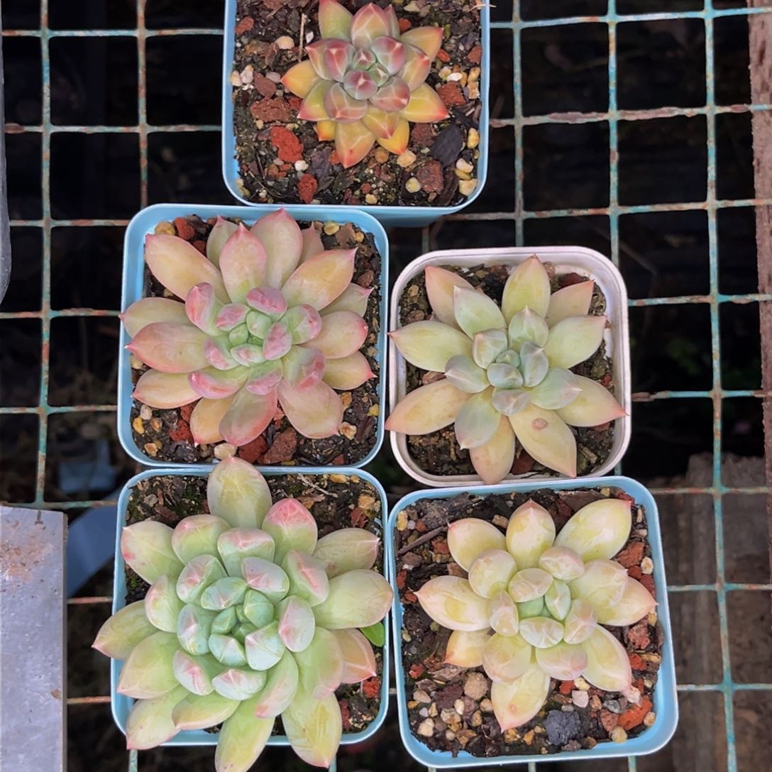 果*?2410号晚上多肉植物群生多肉植物