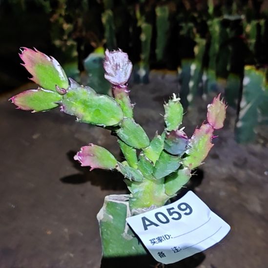 毛***迎拍桑吉塔嫁接零度之上包邮59