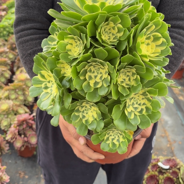 鱼****瑞妈，，，，。。。387。辛尼亚