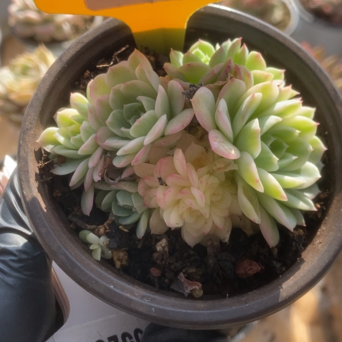 760茉莉花锦锦锦锦锦