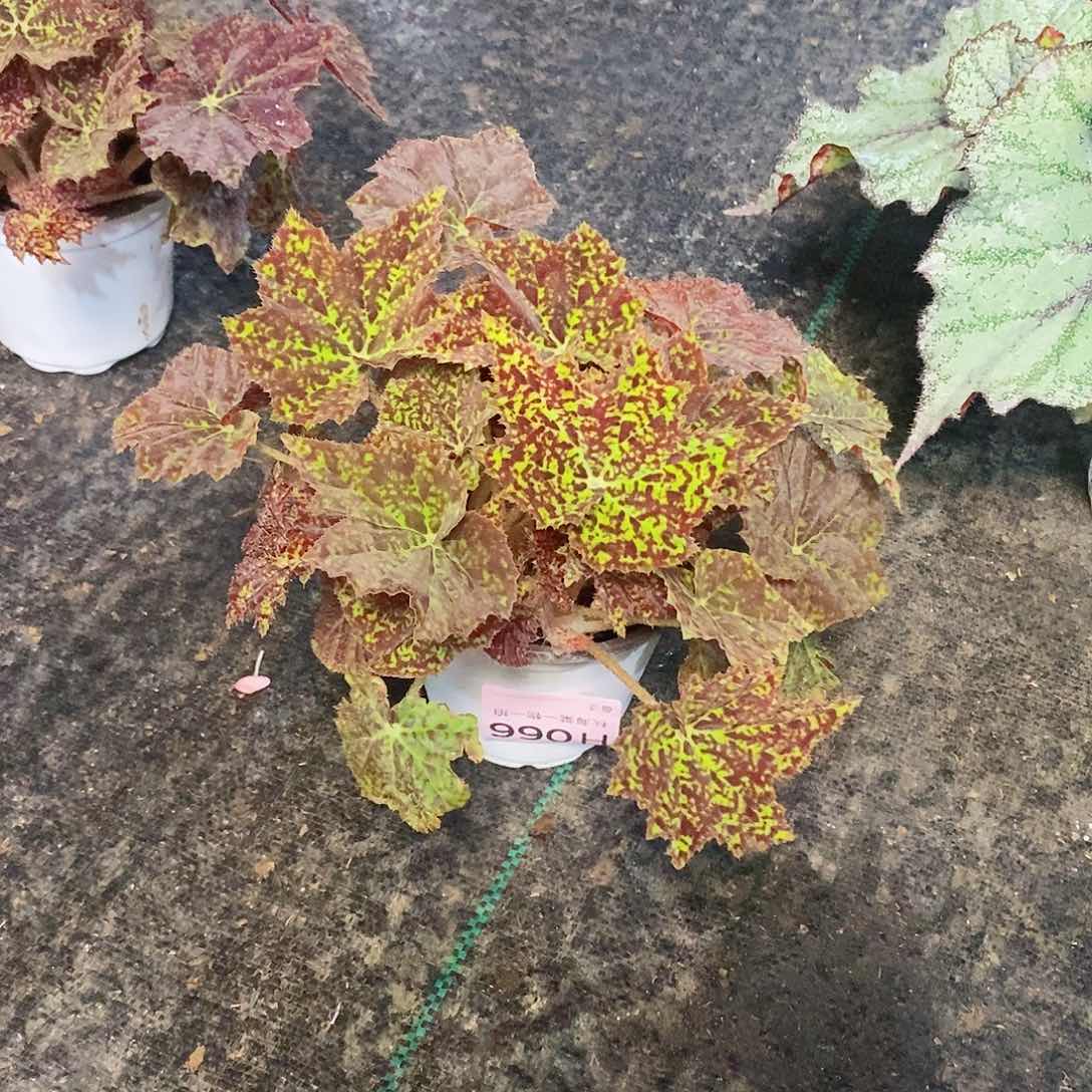 不开花植物如**果秋海棠066