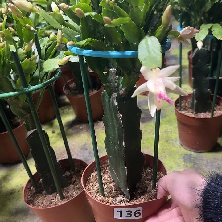 静***水完全开放136嫁接雅思