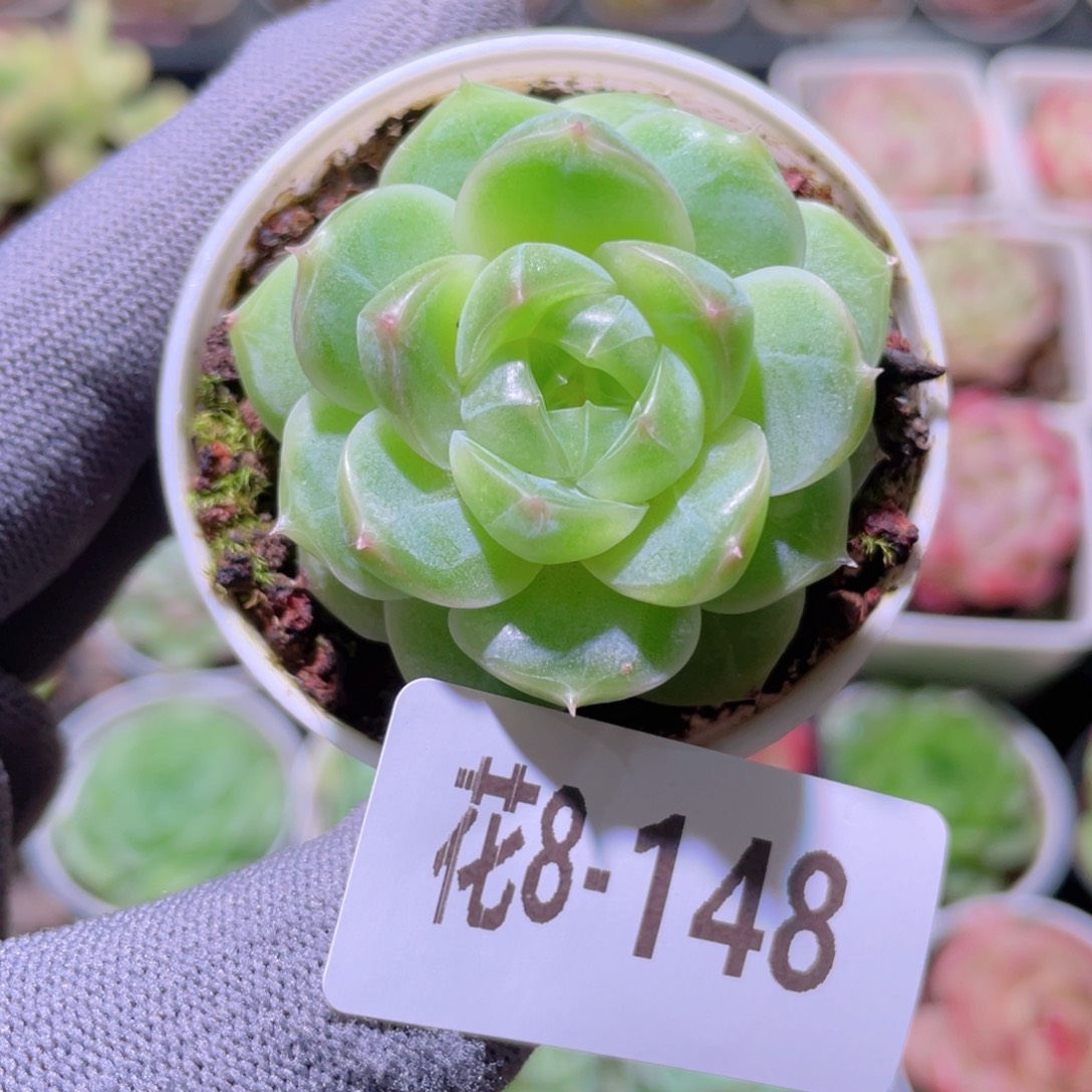 花利美 8-148新品珍妮