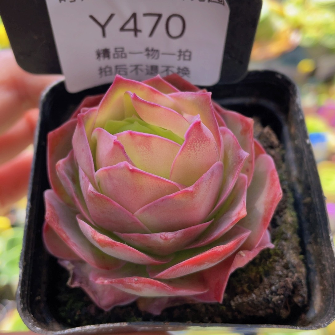 金扶摇多肉470一物一拍