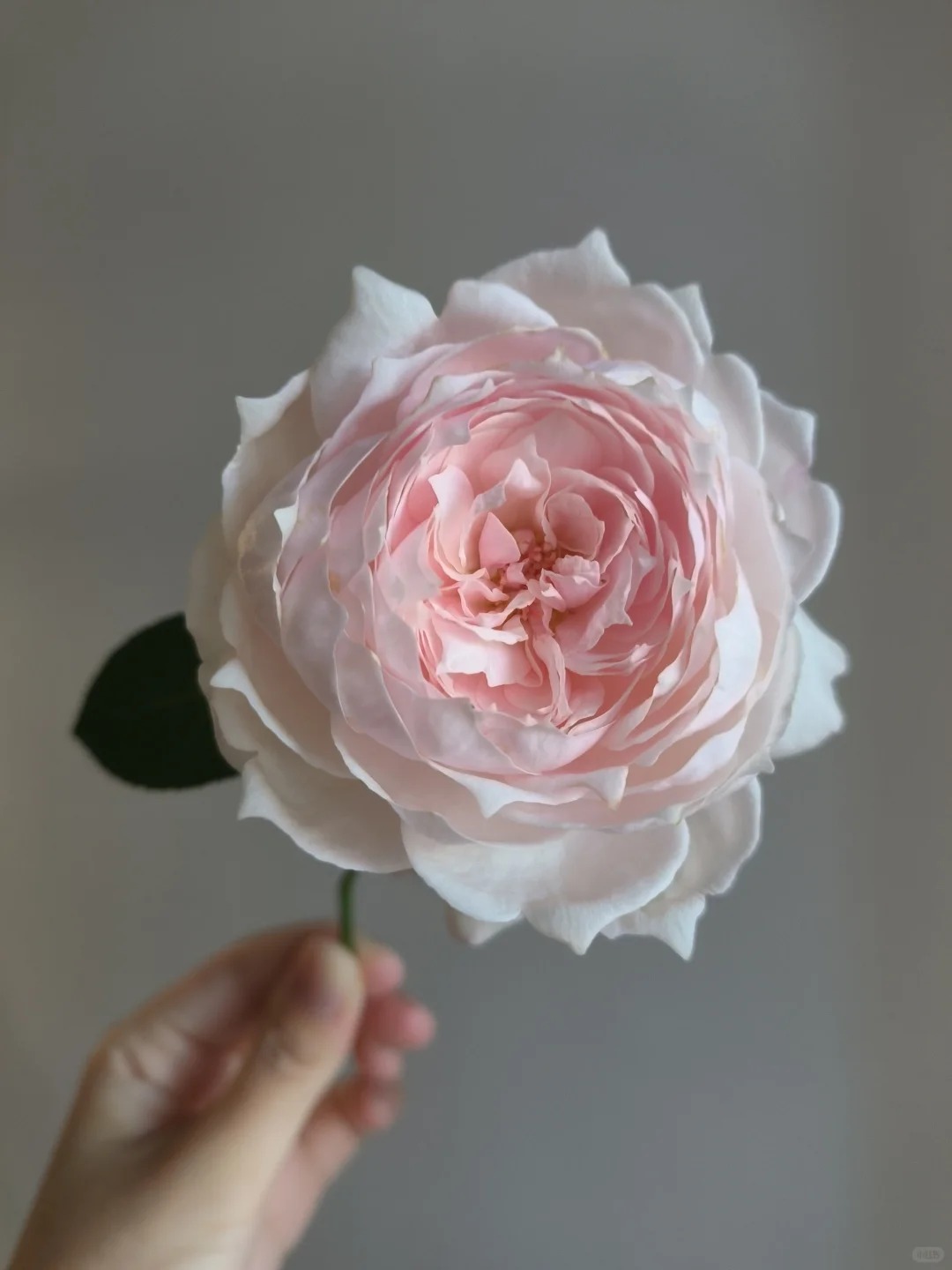 超新品樱桃古董灌木浓香大花丰花勤花阳台盆栽地载绿植花卉小苗