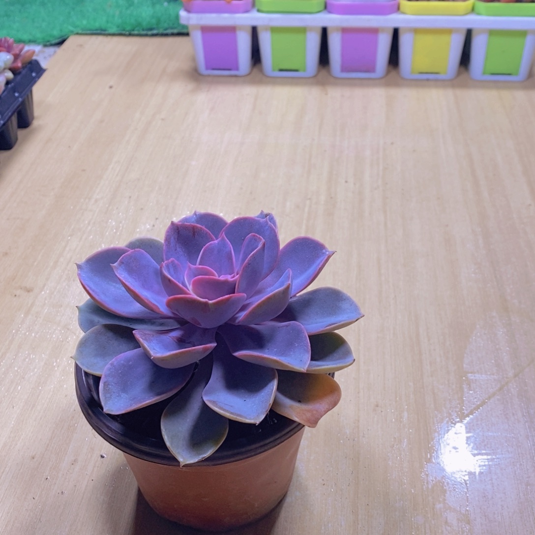 无花朵多肉植物紫珍珠90