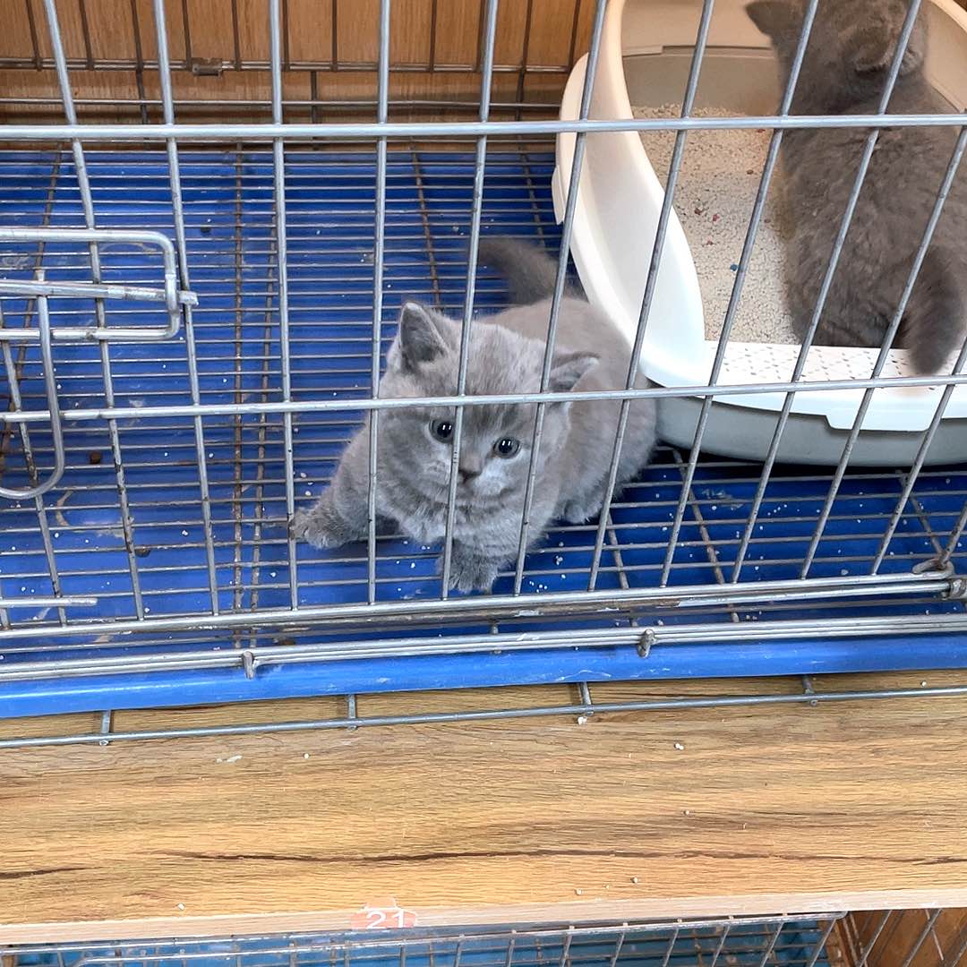 幸***运蓝猫矮脚弟弟一只