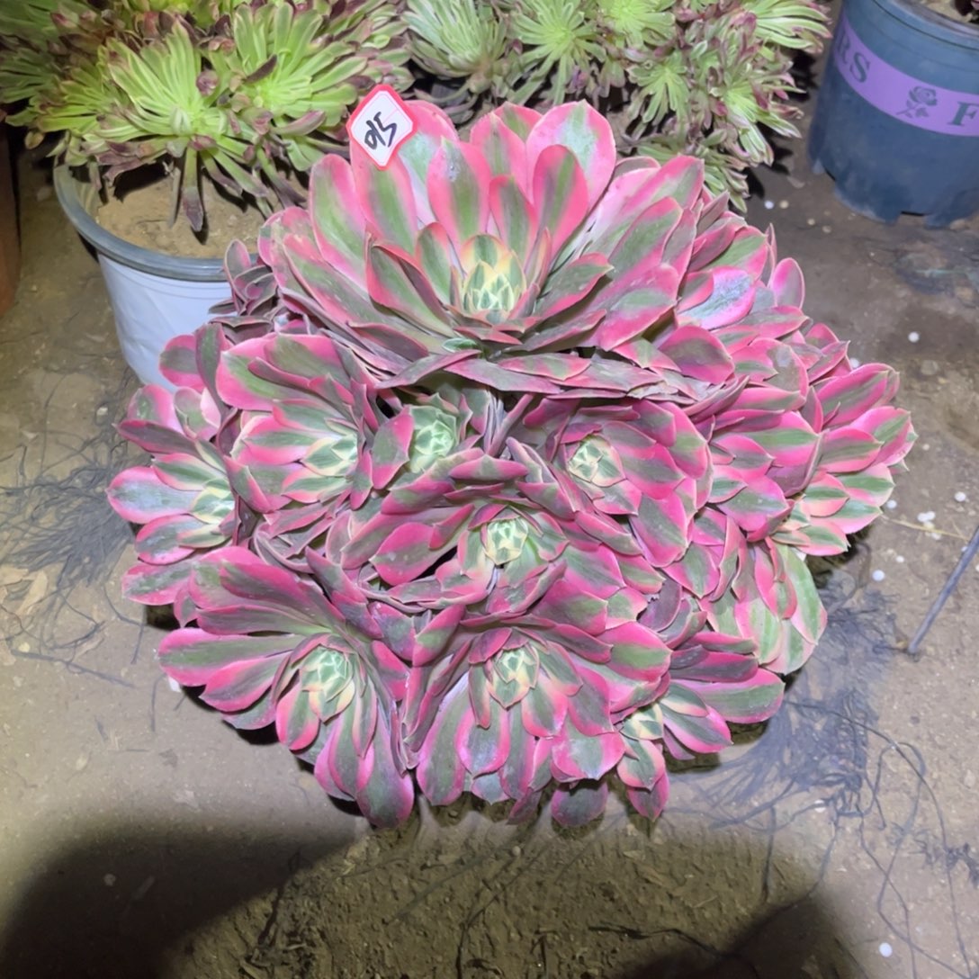 俞****015多肉植物女妖法师