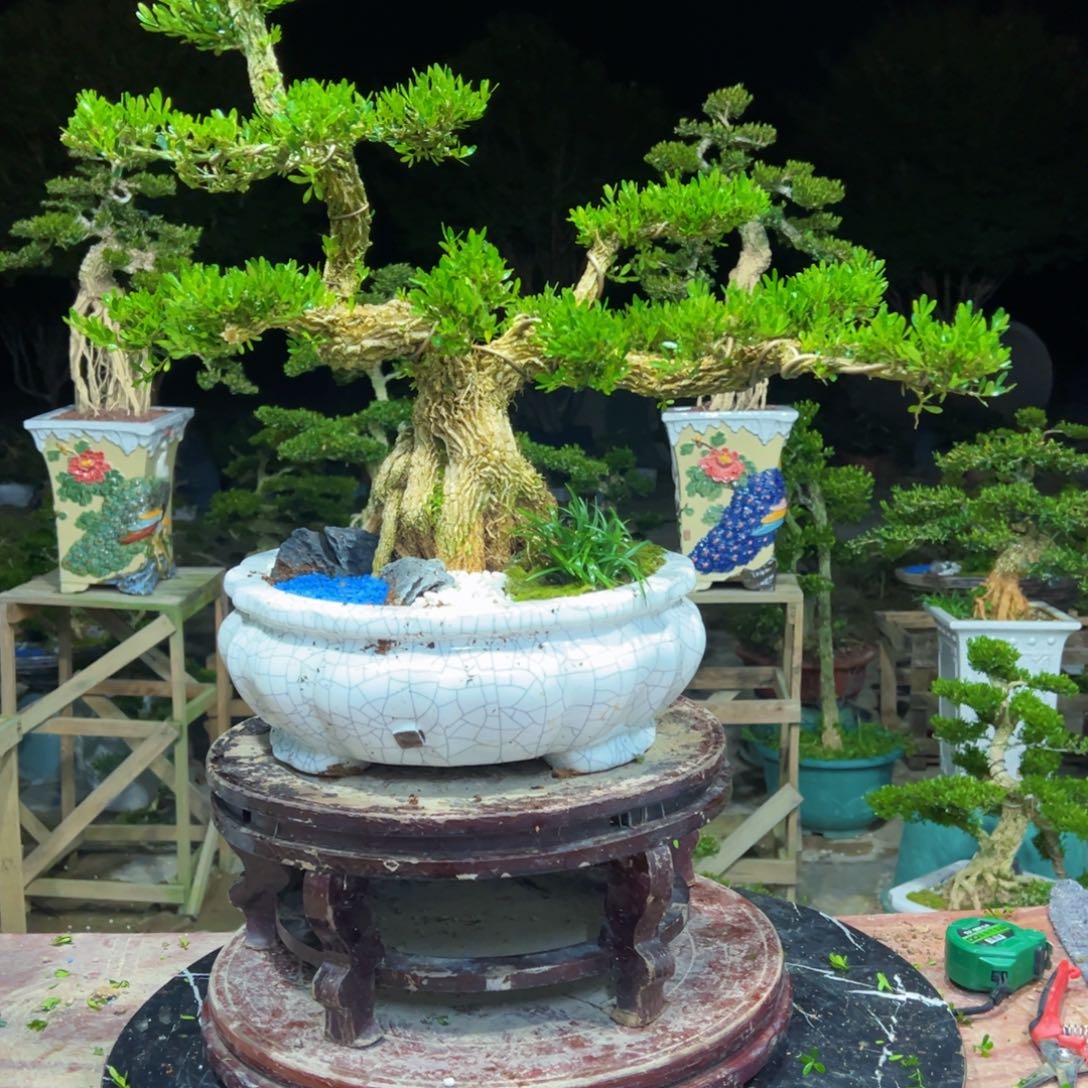 无花朵广东皱皮雀舌黄杨