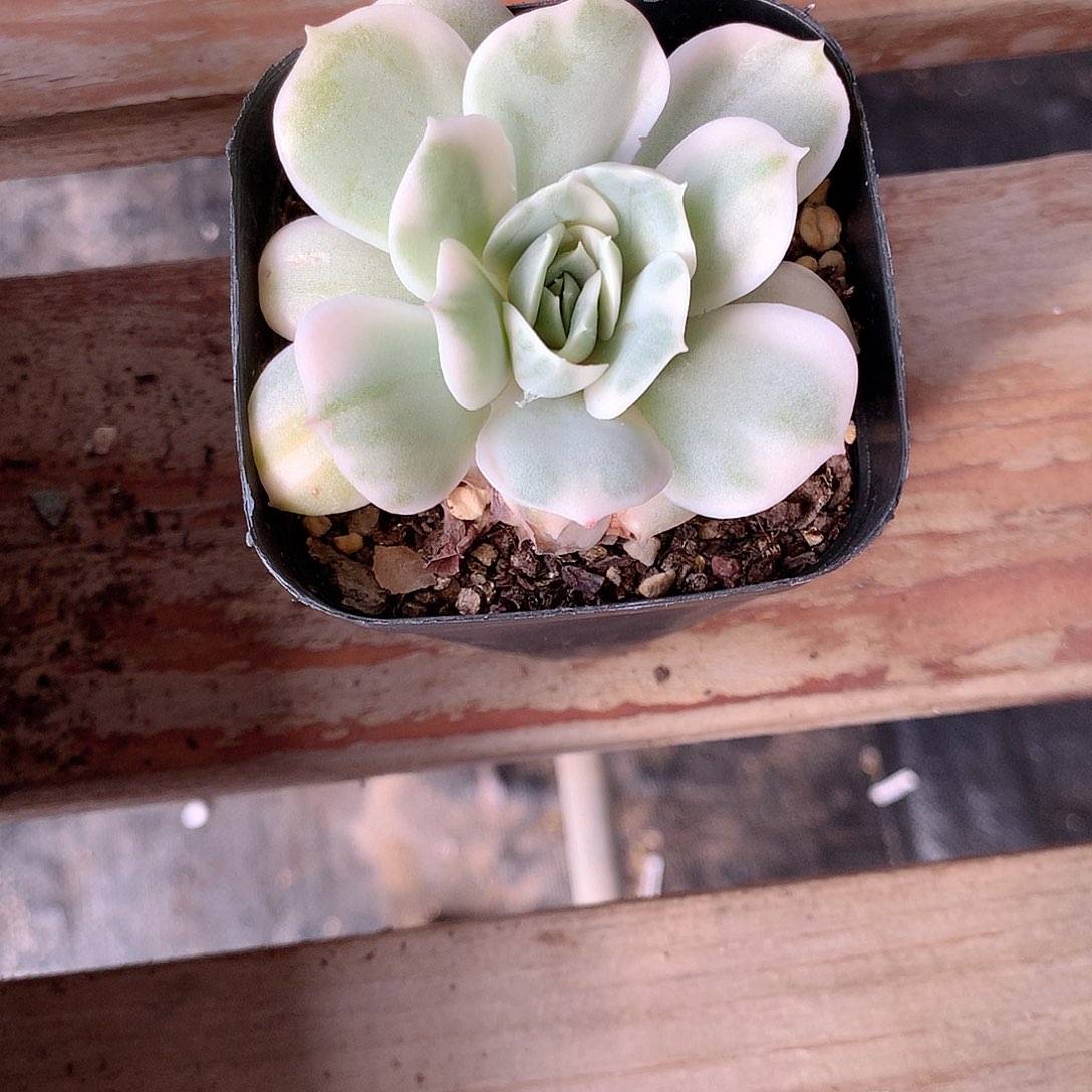 昂多肉植物老桩多肉