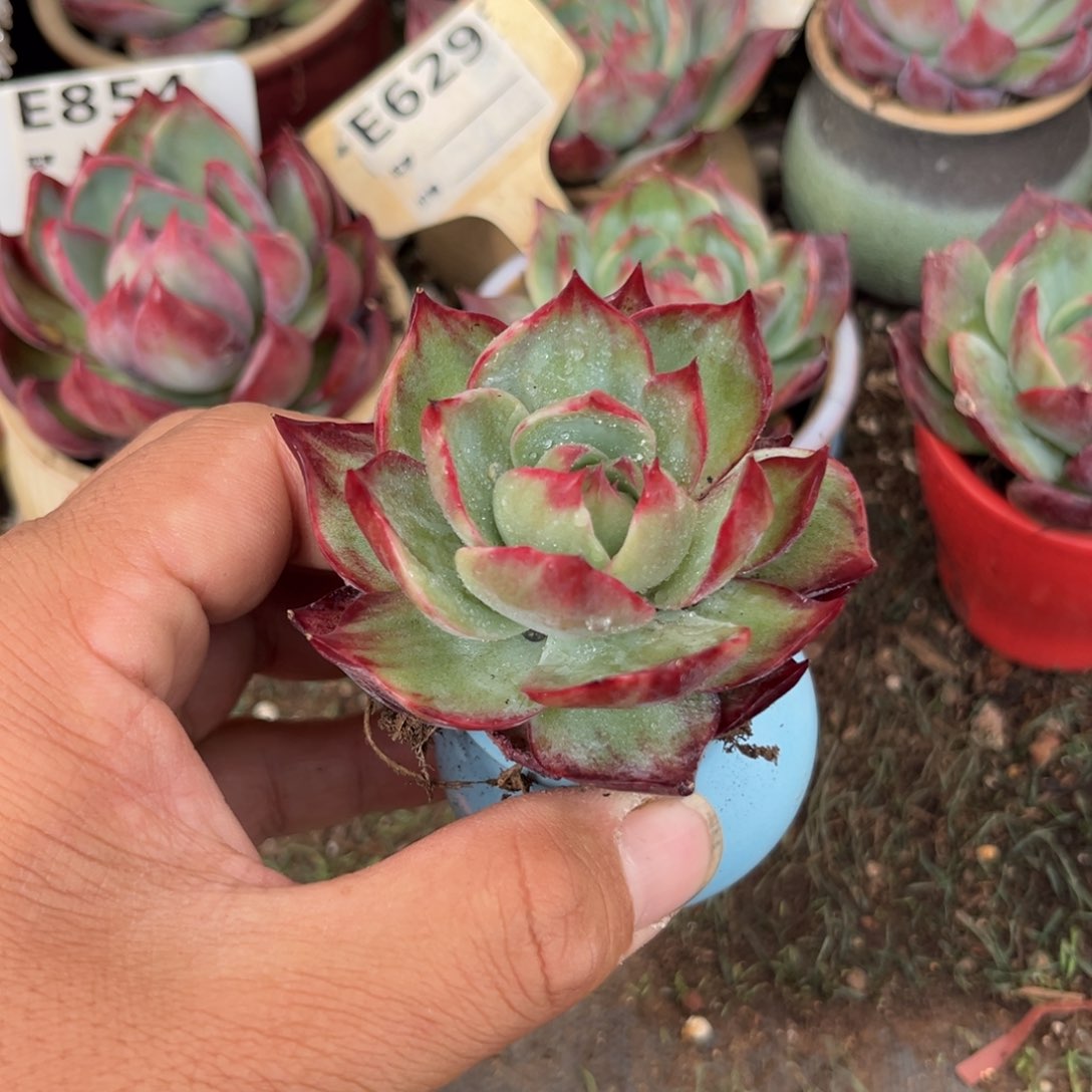 惊鸿一瞥多肉植物