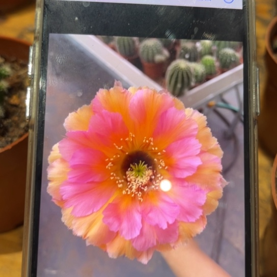 露露8号6公分左右柱子