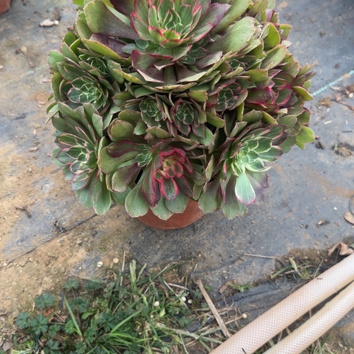7-14莲花座多肉不包售后