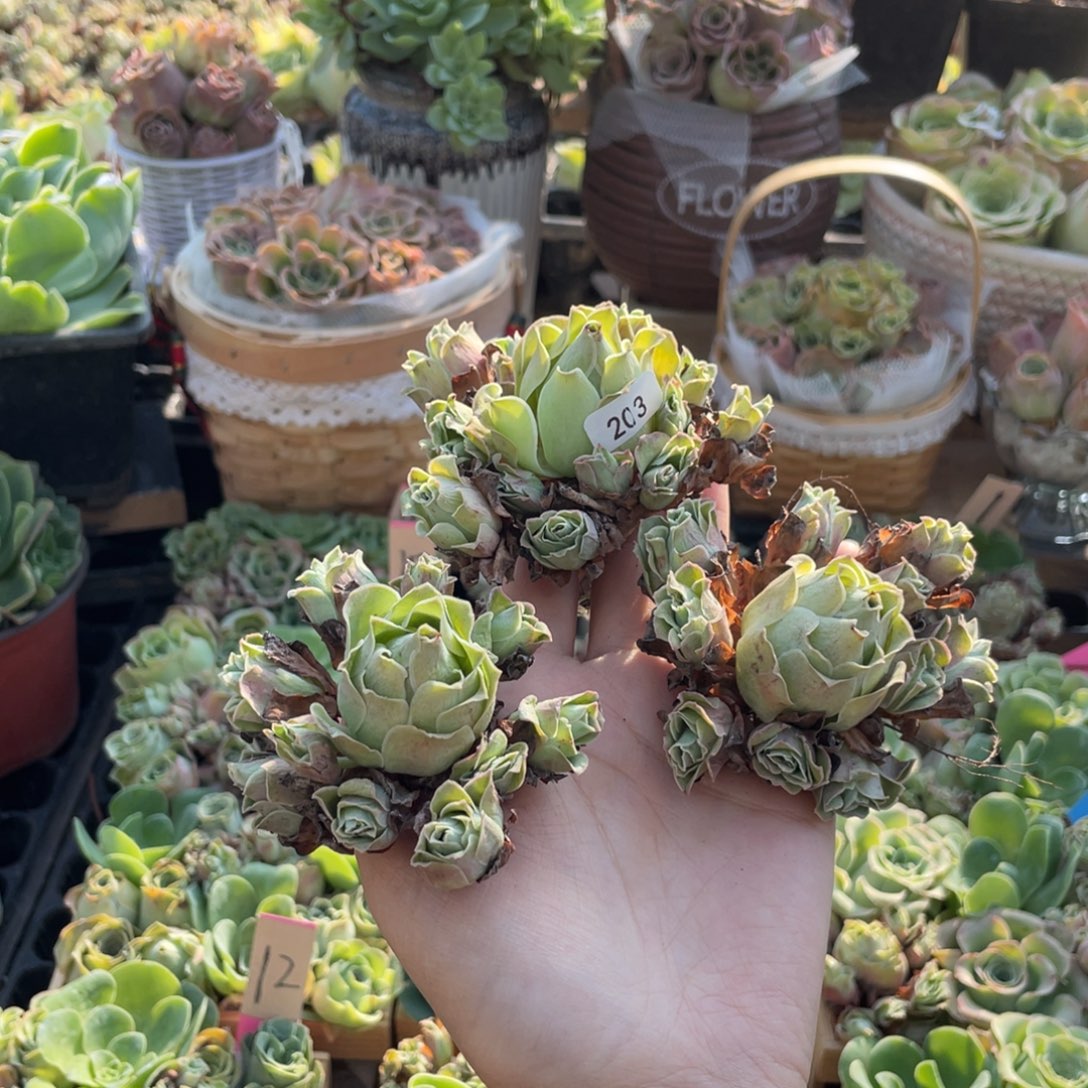 宝***哥山地玫瑰多肉植物花卉203