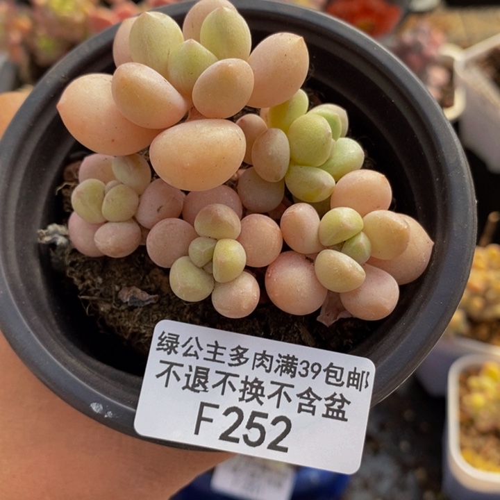 萤火虫6cm252多肉植物
