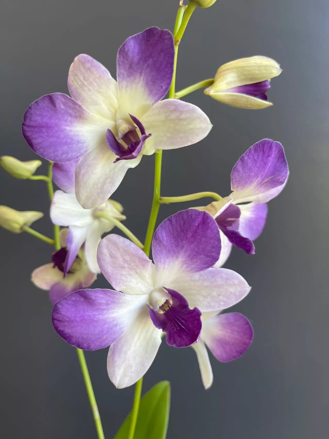 紫唇夫人秋石斛盆栽多年生好养带花带花苞适合室内外阳台摆放