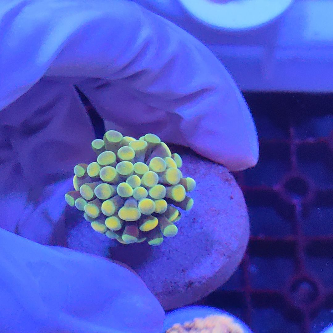 智海珊瑚 不支持退货不包邮接受再下单