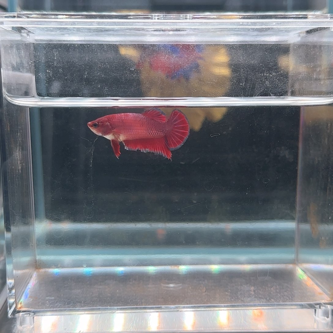 斗鱼活体观赏鱼好养耐活