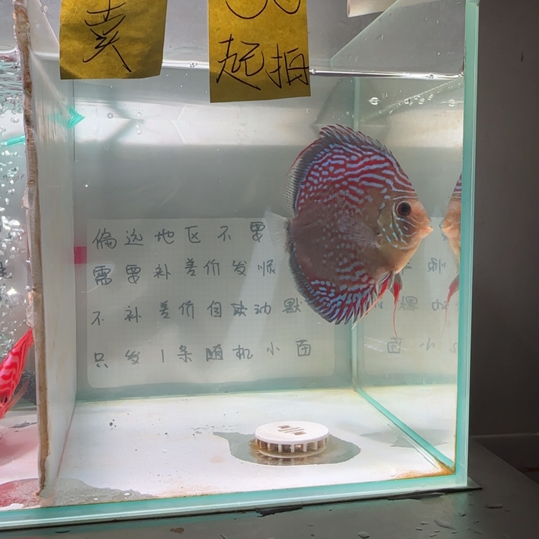 七彩神仙鱼肉身9-10偏远地区不拍