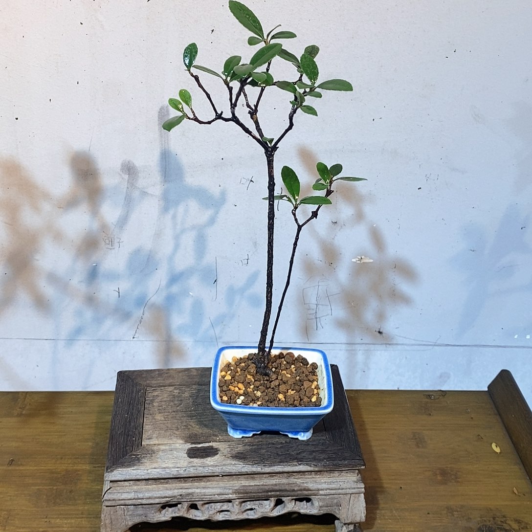 春花88888888888888