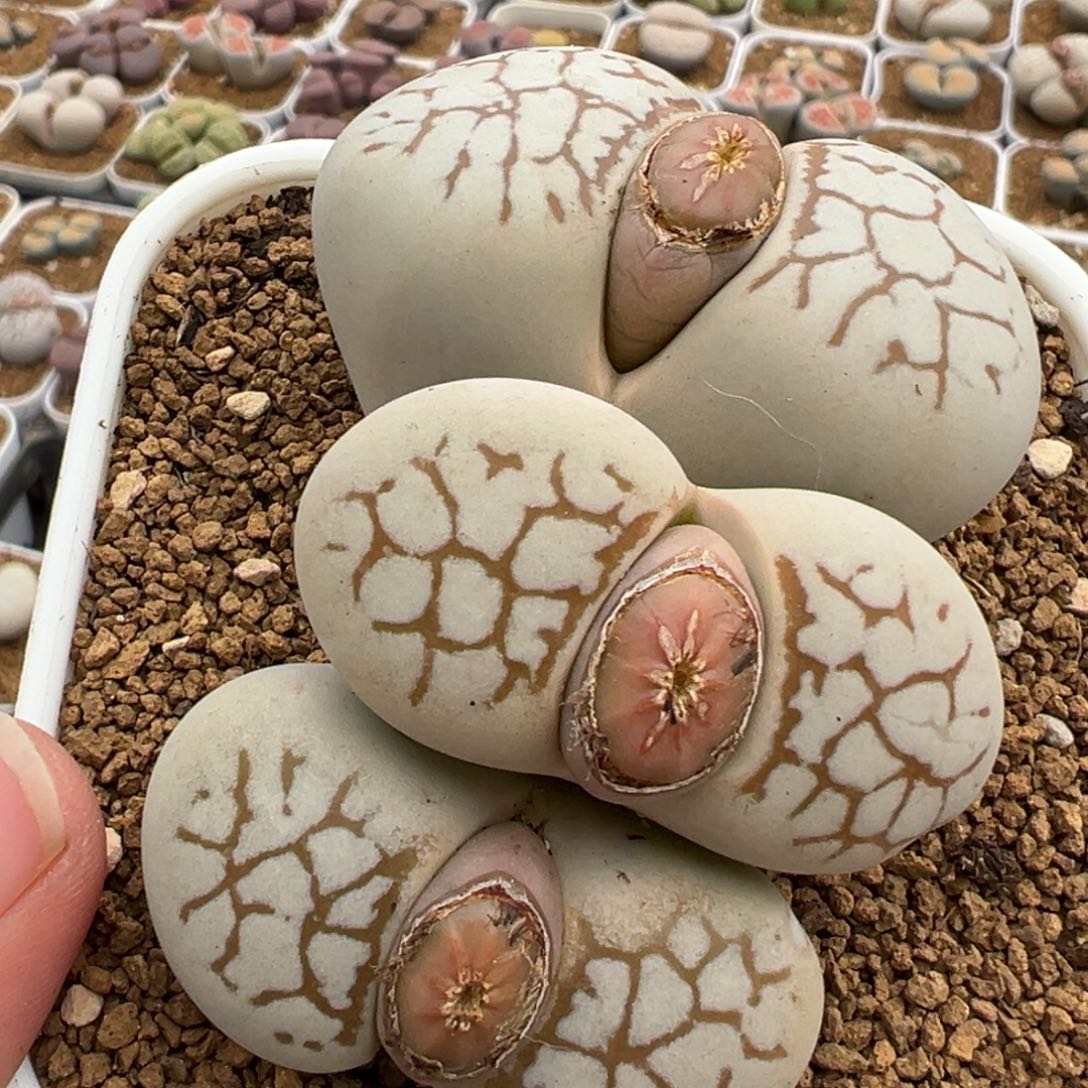 一***币751多肉植物种类多样