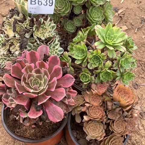 往***就639五颗法师多肉植物