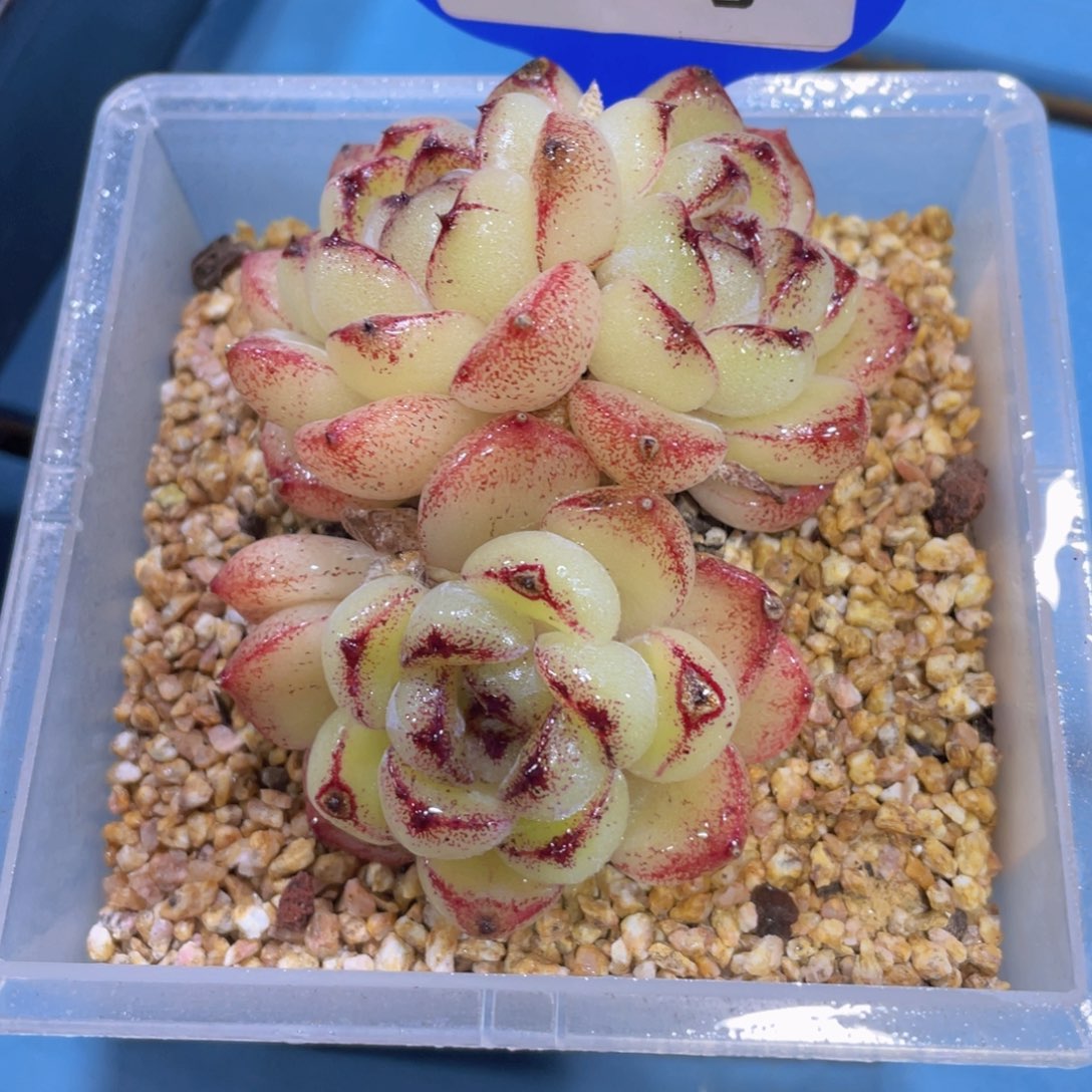 559号 母本老桩黄水晶三头