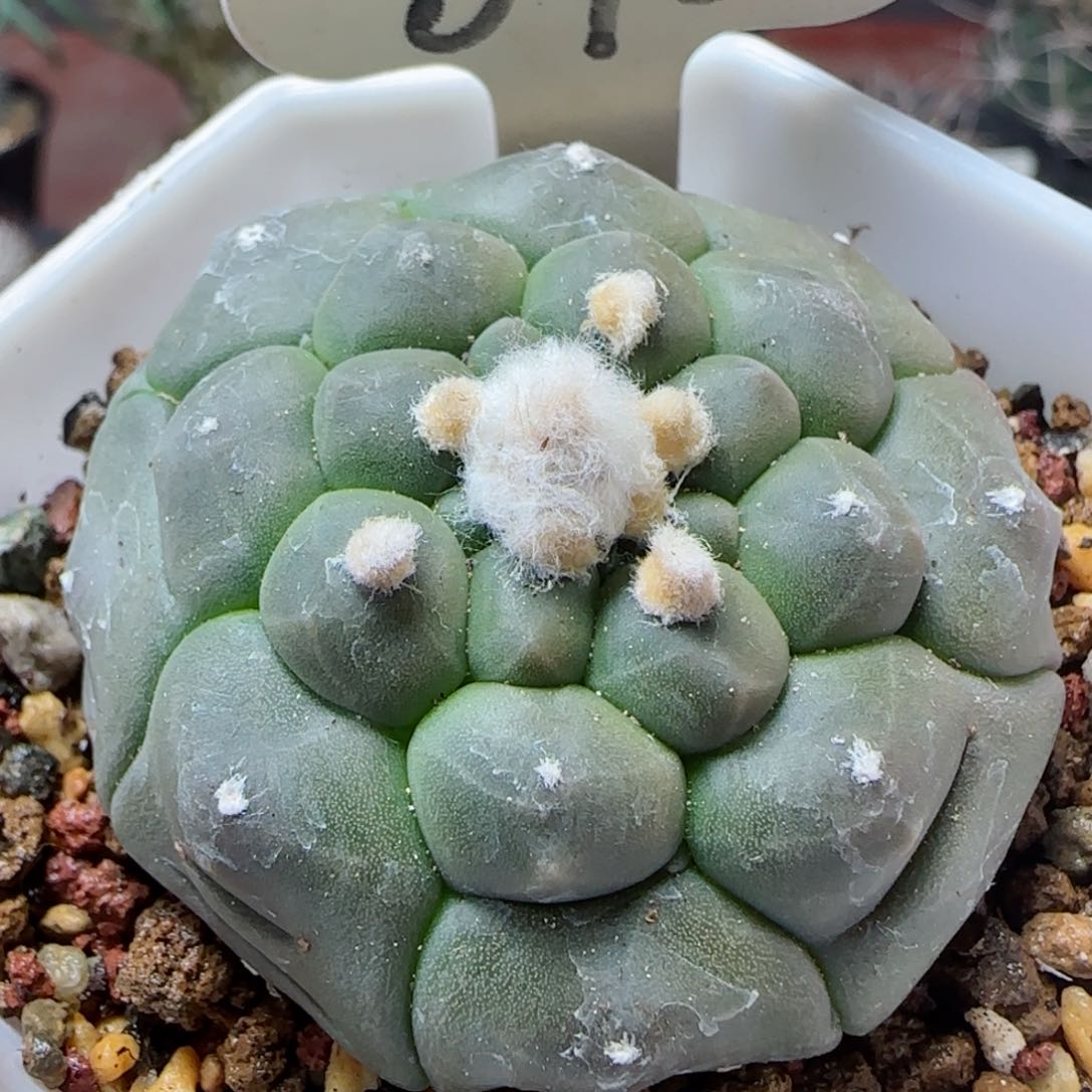 70实生龟甲兜多肉0000