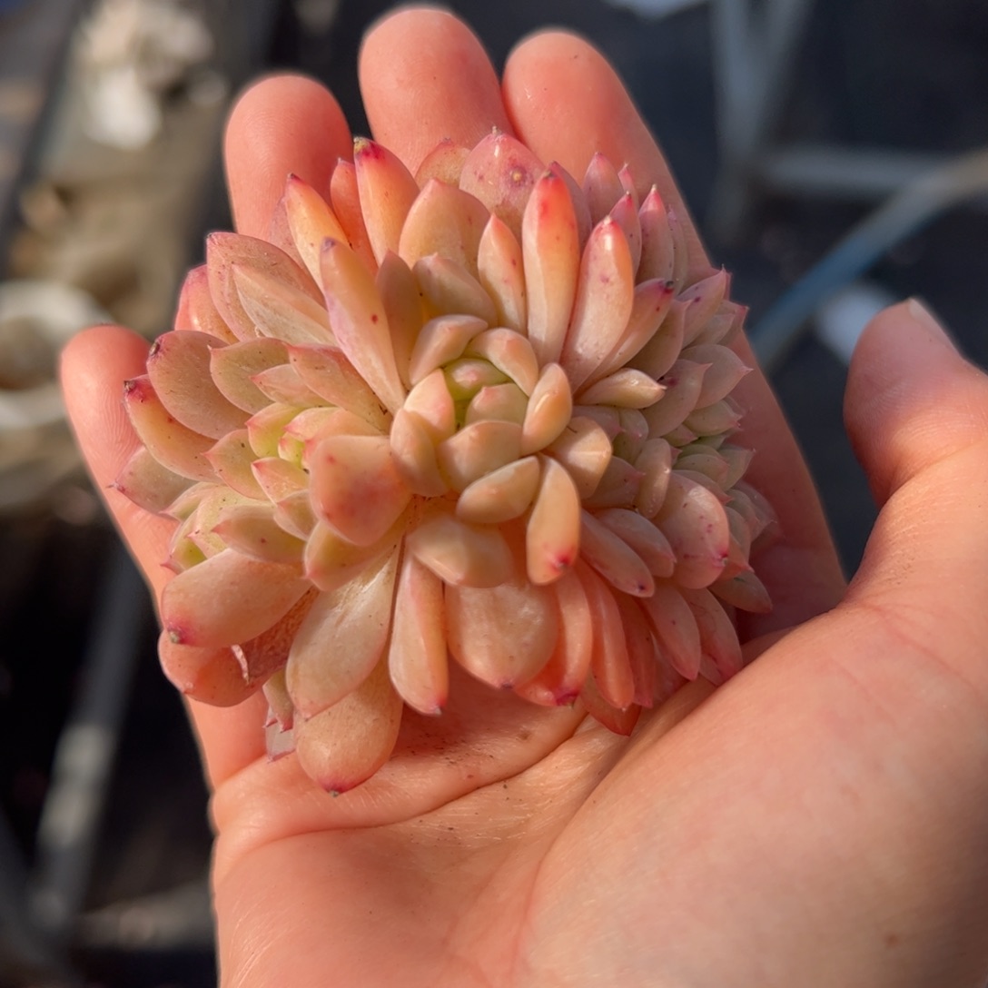 590 满38包邮一物一拍