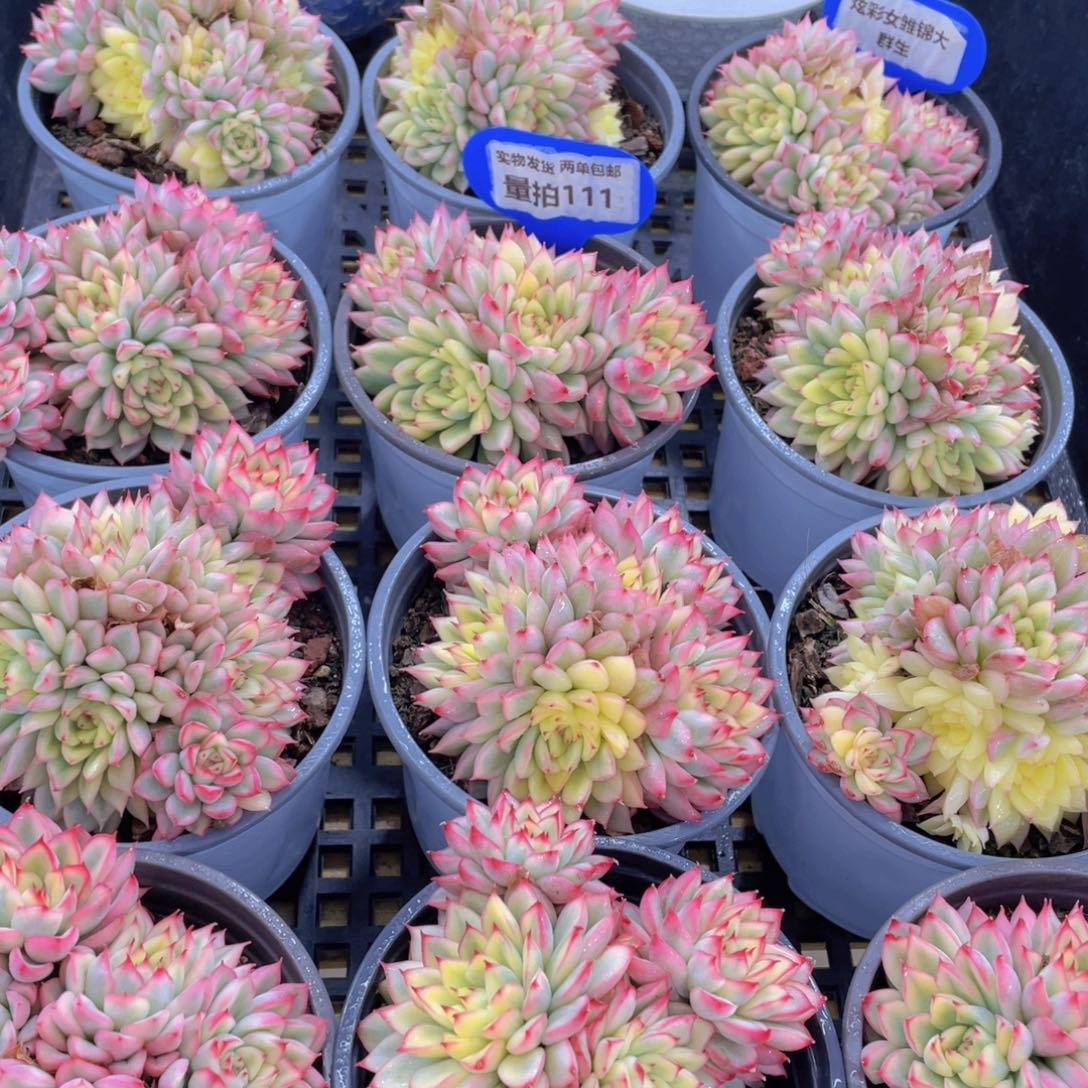 量拍111号 炫彩女雏锦大群生一个