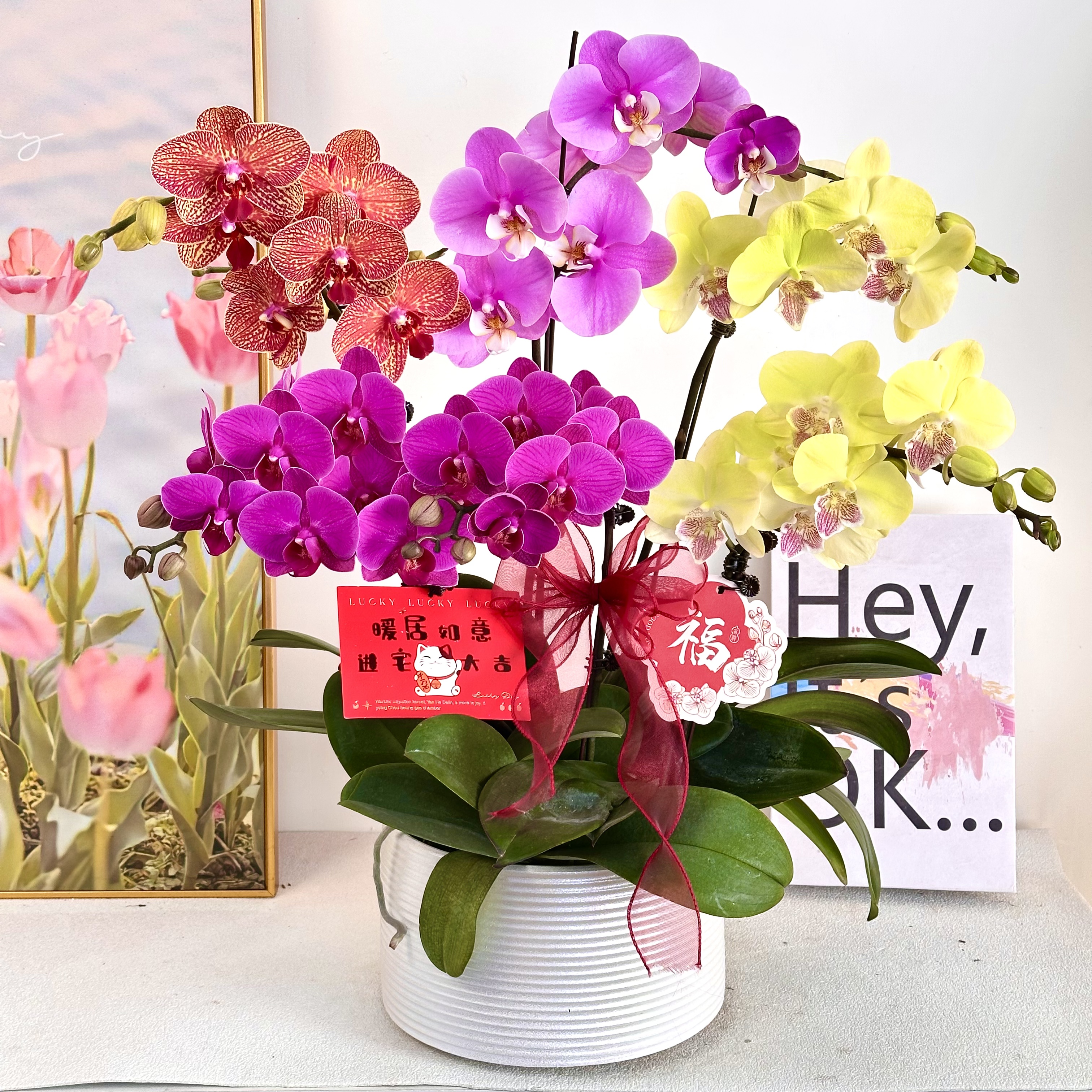 妗画【全家福】室内蝴蝶兰花盆栽  年宵花  懒人绿植  送人送礼