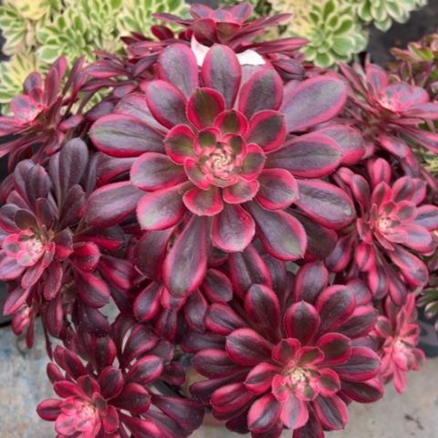 388香奈儿多肉30厘米左右