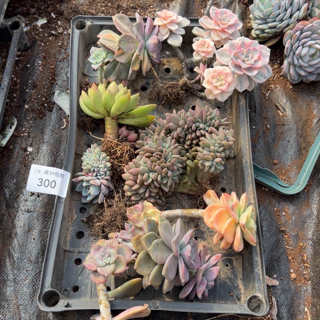 300紫乐锦老桩多肉植物