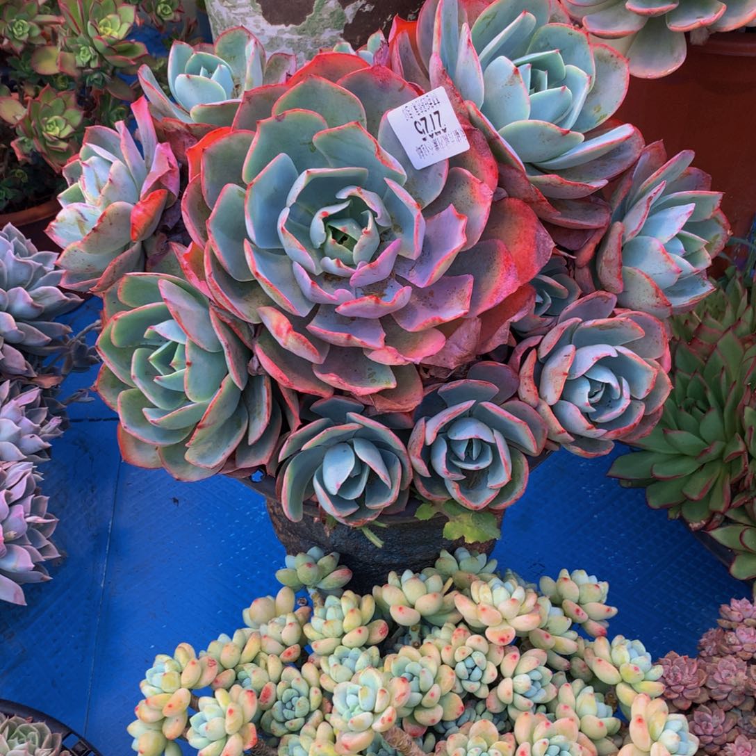 常*心2725白玫瑰多肉