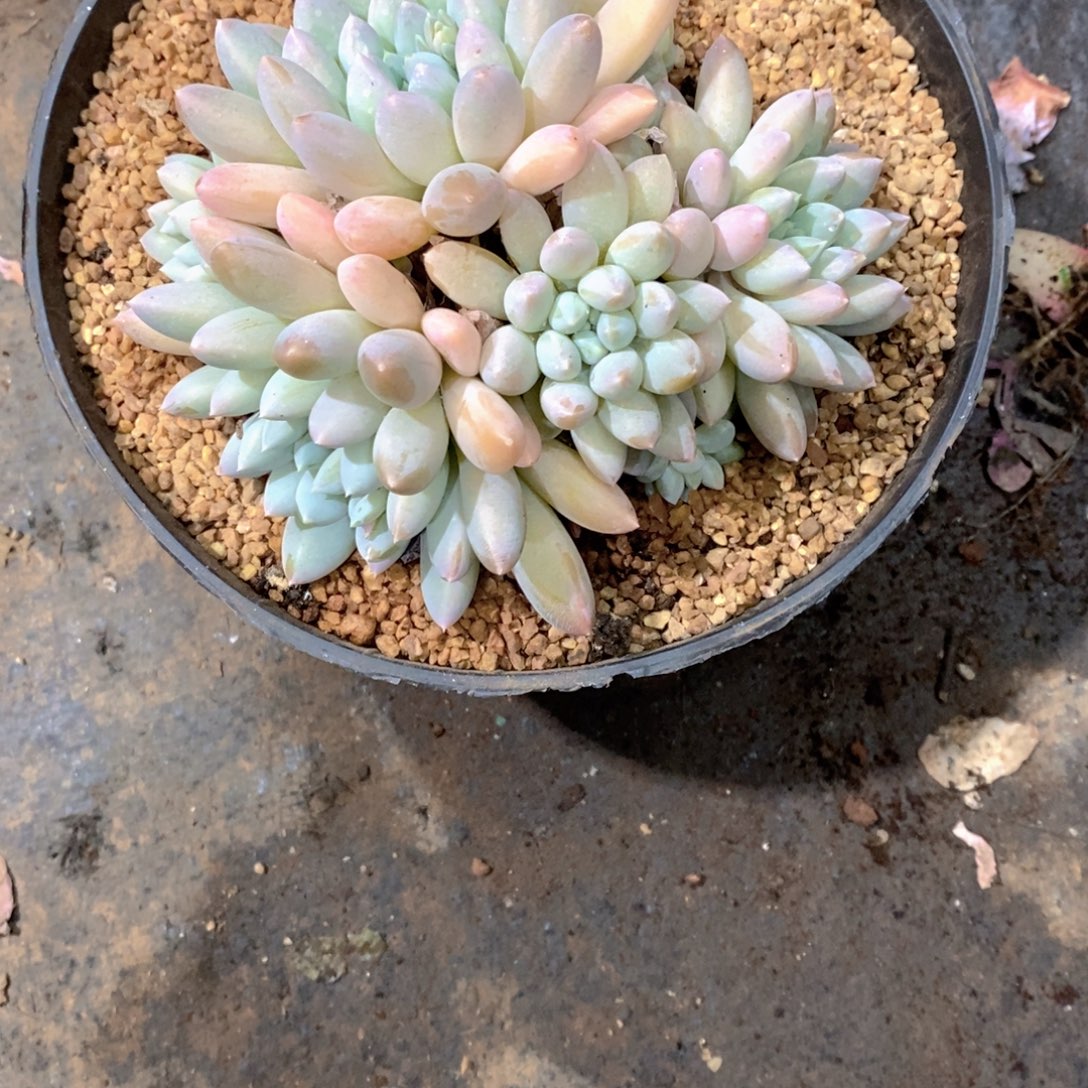 ****水奶糖多肉植物老桩